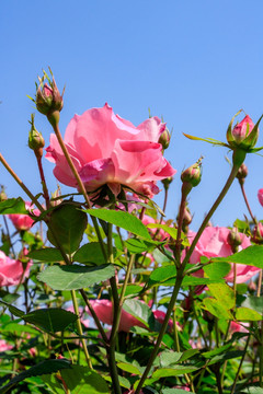 粉红月季 四季花 月月花