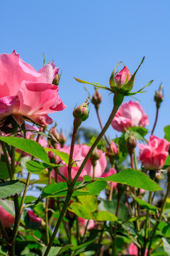 粉红月季 四季花 月月花