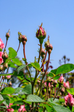 粉红月季 四季花 月月花