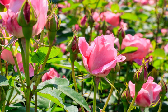 粉红月季 长春花 四季花