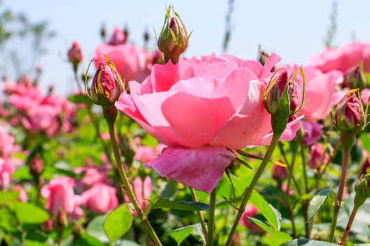 粉红月季 长春花 四季花