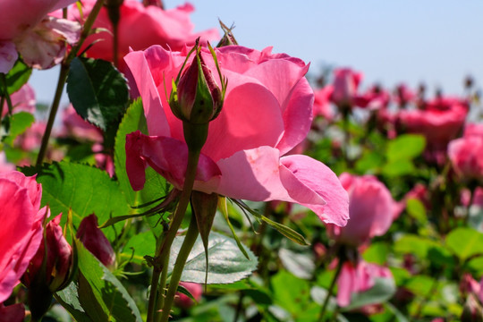 粉红月季 长春花 四季花