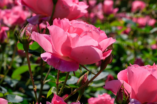 月月红 月月花 长春花 四季花