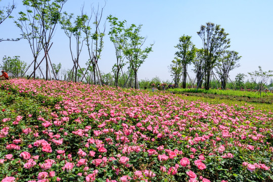 长春花 四季花 胜春 月季花