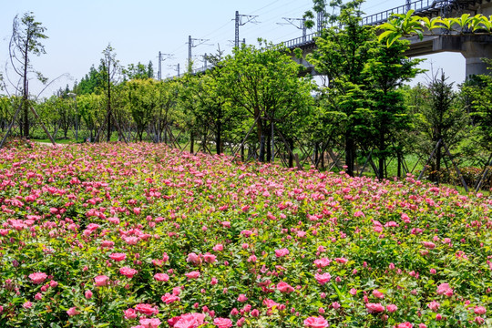 长春花 四季花 胜春 月季花