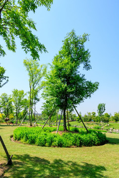 公园树木