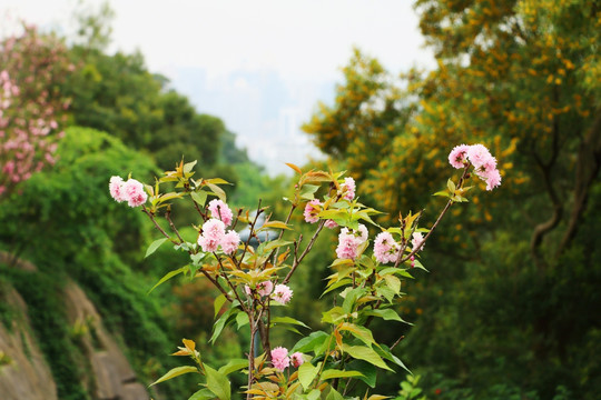 樱花