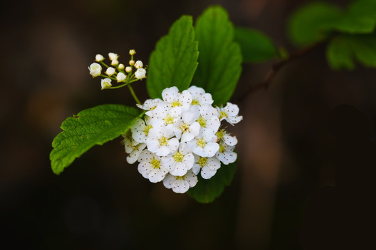 中华绣线菊