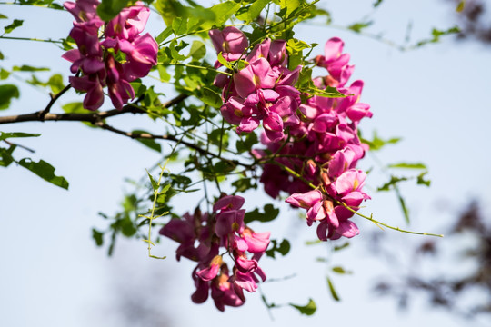 紫槐花