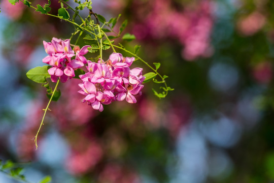 紫槐花