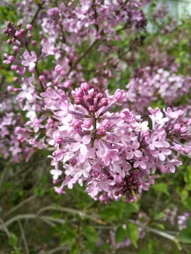 花朵丁香花