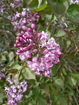 夏季丁香花