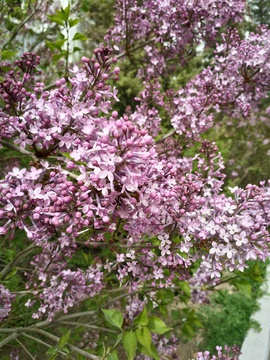 丁香花