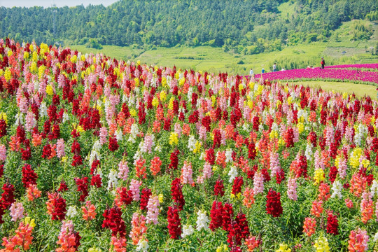 径山花海