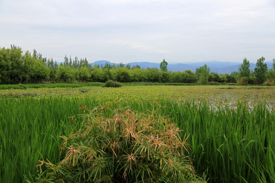 湿地