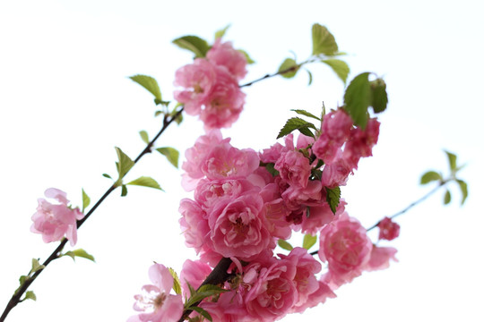 樱花 春天 盛开