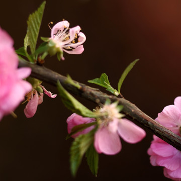 樱花 春天 花瓣