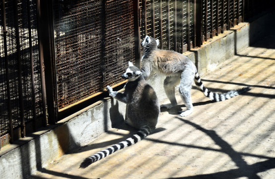 环尾狐猴