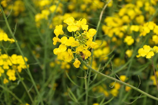 油菜花和小蜜蜂