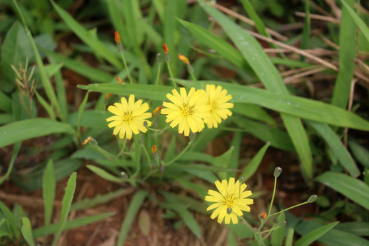 路边小花 野菊花