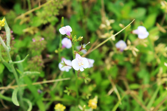 小花 喇叭花