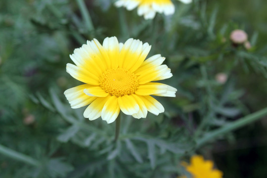 菊花 菊花特写 小雏菊