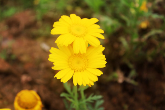 小菊花 田野风光 菊花