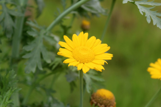 小菊花 田野风光 菊花