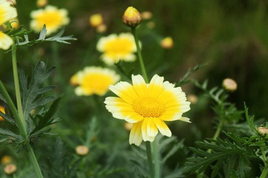 小菊花 田野风光 菊花