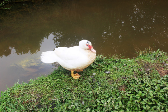 水沟的鸭子 白鸭子 家养鸭