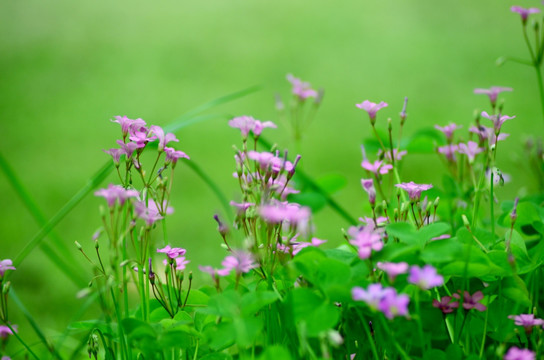 小花