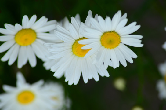 白菊花