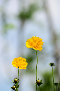 松雅湖小白花