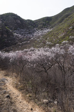 山间野花 漫山遍野