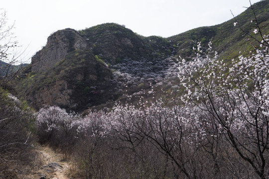 山间野花 漫山遍野