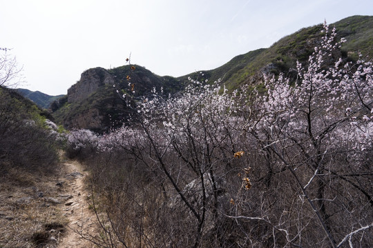 山间野花 漫山遍野