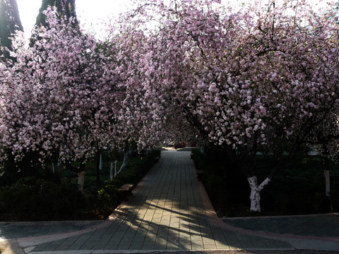 海棠花开