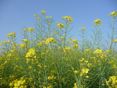 油菜花开