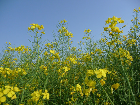 金色油菜花