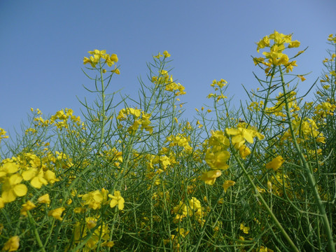 油菜花 特写