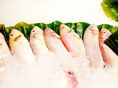 鱼 鲜活海鲜 生鲜素材
