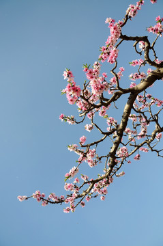 唯美桃花春色艳