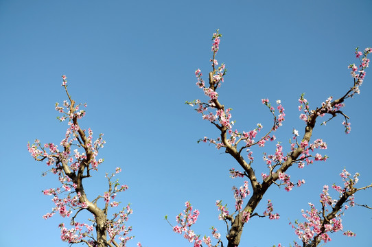 春暖花开桃色艳