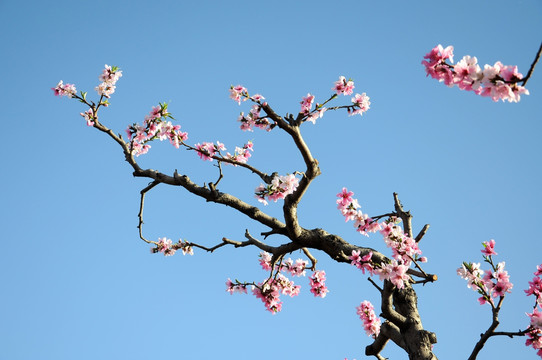 春暖花开桃色艳