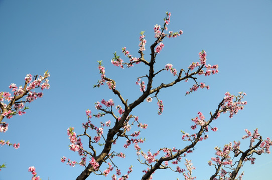 春暖花开桃色艳