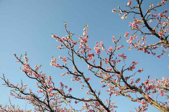 春至花开天色蓝