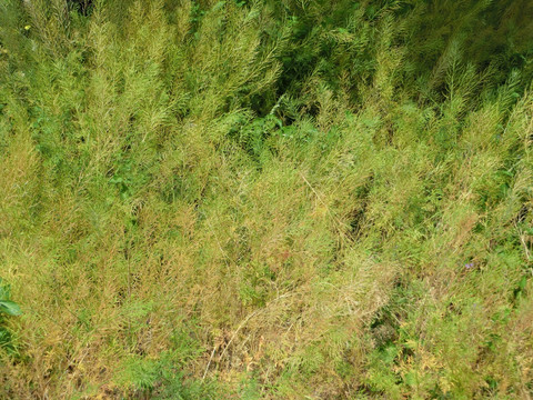 植物背景