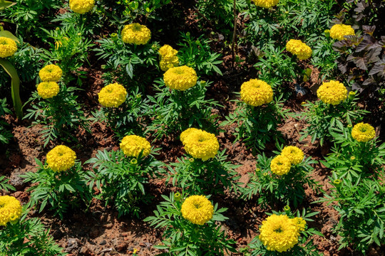 臭芙蓉 万寿灯 蜂窝菊 臭菊花