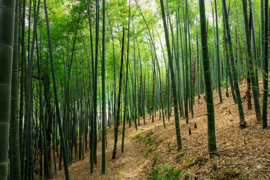 山坡竹林