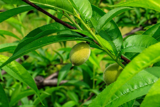 桃树 桃子 鲜果 鲜桃 水果